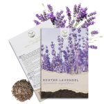 300x Lavendel Zaden met een hoge kiemkracht - Veelzijdig inzetbare geneeskrachtige plant & ideaal voor bijen en vlinders (incl. GRATIS e-book)