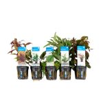 Bloomique - Mix van 5 - Aquarium Planten - Zoetwater Planten - Zuiverend - Zuurstof Planten - Ludwigia, Hygrophila, Hemiantus, Alternantera, Cryptocoryne - 5-20 cm Hoog
