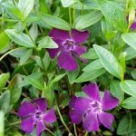 Violet Evergreen - Vinca minor 'Rubra' - bodembedekker