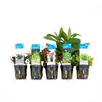 Bloomique - Mix van 5 - Aquarium Planten - Zoetwater Planten - Zuiverend - Zuurstof Planten - Pogostemon, Heternantera, Cryptocoryne, Nomaphila, Ludwigia - 5-20 cm Hoog