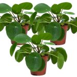 Beste luchtzuiverende planten Bloomique - Pilea Peperomioides - Pannenkoekenplant - Kamerplanten - Luchtzuiverend - Diervriendelijk - Hoogte 15-20 cm - Pot 12 cm
