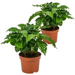 Bloomique - Coffea Arabica - Koffieplant - Kamerplanten - Luchtzuiverend - Hoogte 20-30 cm - Pot 12 cm