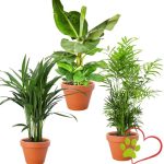 3-Plant Set “Dierenvriend”, +/- 30–60 cm, ø 12–15 cm pot, Parlor Palm, Bananenplant, Goudpalm, niet giftig & diervriendelijk, kwaliteit van de plantenprofessional, snelle plantenverzending